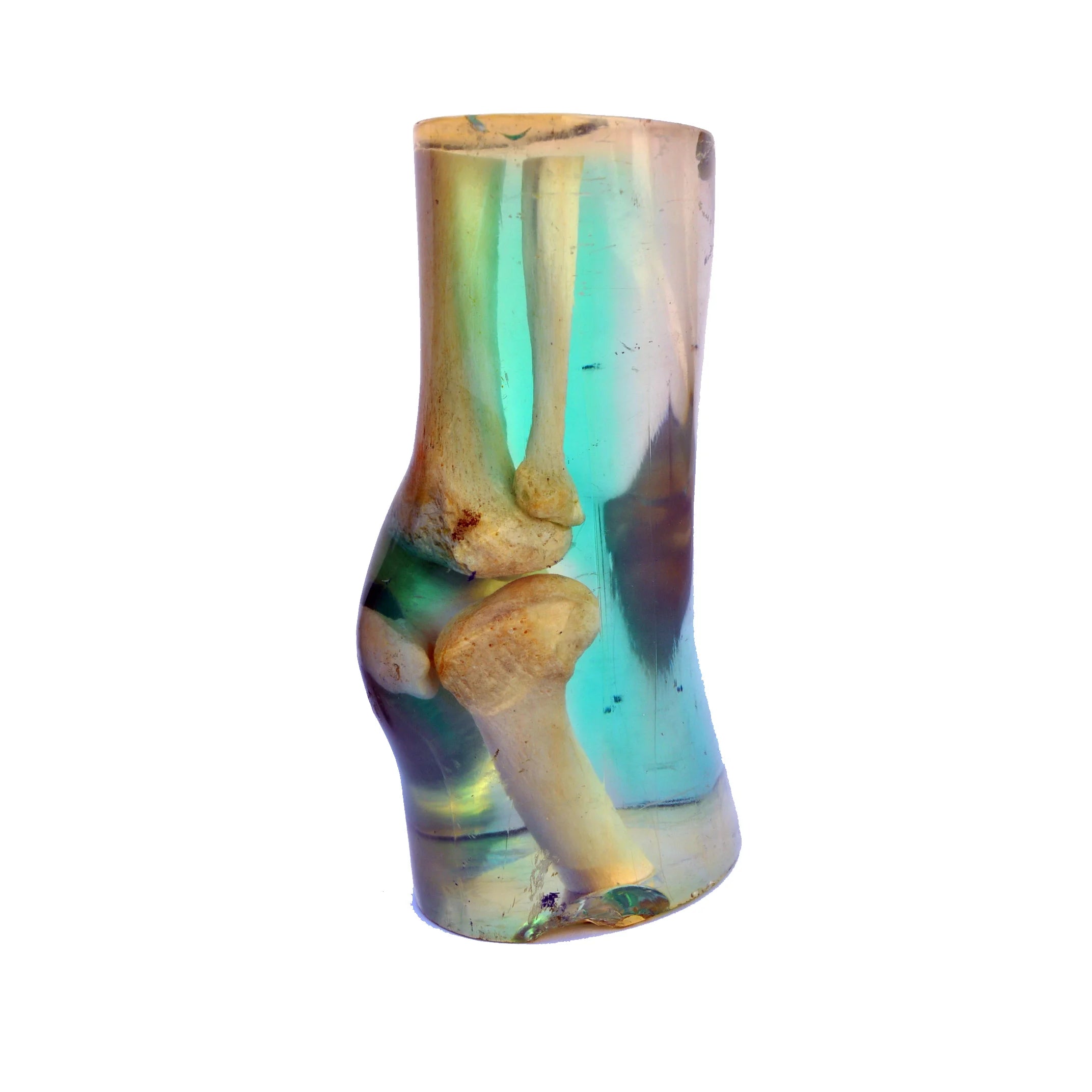 Medical Training Knee