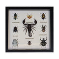 Rare Insects Display