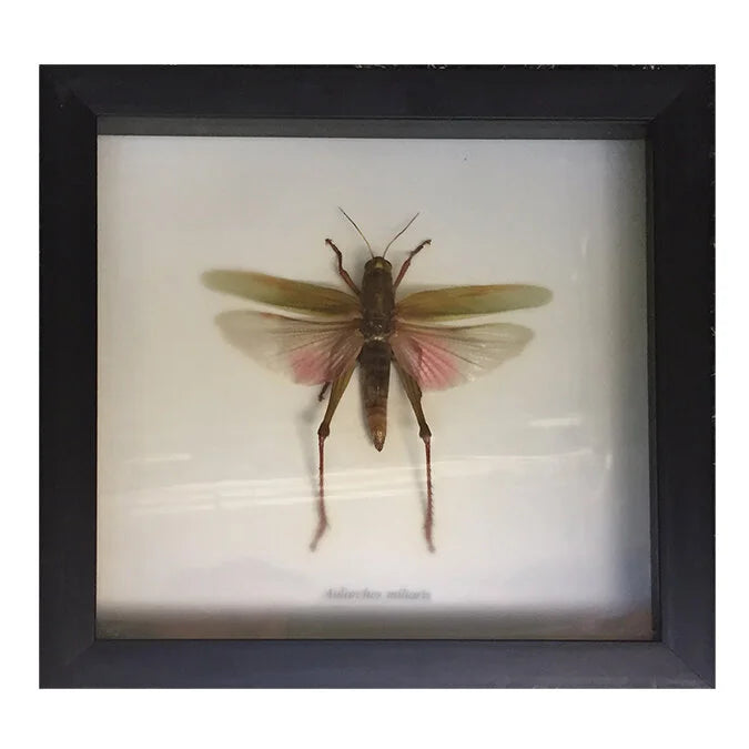 Rare Insects Display